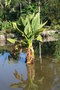 vignette Typhonodorum lindleyanum