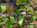vignette Phytolacca americana / Decandra , raisin d'Amrique