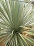 vignette Yucca rostrata 'Blue Swan'