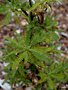 vignette Chamaebatiaria millefolium / Spiraea millefolium