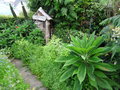 vignette Echium pininana - Viprine des Canaries