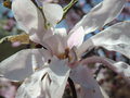 vignette Magnolia denudata 'Forest Pink'