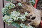 vignette xPachyveria clavifolia 'Cristata' ?