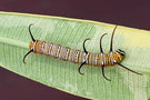 vignette Chenille (Euploea core)
