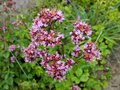 vignette Origanum vulgare ,