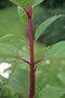 vignette Hydrangea paniculata 'Wim's Red'