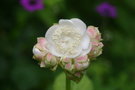 vignette Deinanthe caerulea white flowered