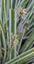 vignette Carex oshimensis 'Everest'