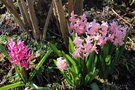 vignette Hyacinthus orientalis