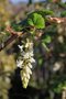 vignette Ribes sanguineum 'White Icicle'