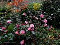 vignette Camélia ' CORNISH SPRING ' camellia hybride