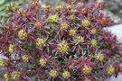 vignette Euphorbia cyparissias 'Fens Ruby'
