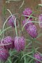 vignette Fritillaria meleagris