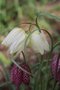 vignette Fritillaria meleagris var. unicolor subvar. alba