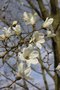vignette Magnolia salicifolia