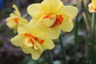 vignette Narcissus 'Ascot'