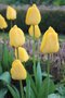 vignette Tulipa 'Golden Apeldoorn'