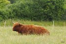 vignette 00-  l'htesse d'accueil , vache Highland Cattle