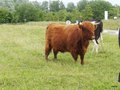 vignette 00-  l'htesse d'accueil , vache Highland Cattle ,