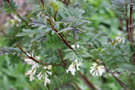 vignette Syringa pinnatifolia