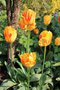 vignette Tulipa cv. 2