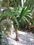 vignette Trachycarpus latisectus