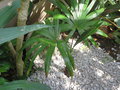 vignette Trachycarpus latisectus