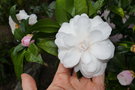 vignette Camellia japonica 'Blushing beauty'