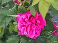 vignette 00- Rosa gallica Officinalis , Rose de Provins