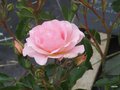 vignette 00- Rosa 'Rose de Beaune'  tantanoras,