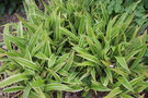 vignette Carex siderosticha 'Variegata'
