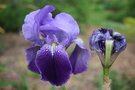 vignette Iris biliottii (= I. germanica var. biliottii)