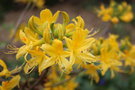 vignette Rhododendron luteum