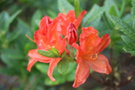 vignette Rhododendron 'Satan'