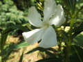 vignette Laurier rose (nerium oleander)