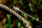 vignette Leste brun ' Sympecma fusca ' femelle