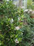 vignette Clethra alnifolia ,