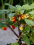 vignette Impatiens niamniamensis ,