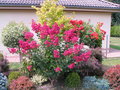 vignette Lagerstroemia Red Rocket (17/08/2016)