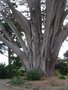 vignette Cupressus macrocarpa - Cyprs de Monterey  Plestin