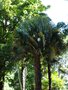 vignette Trachycarpus fortunei 'Stricta'