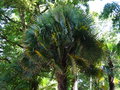 vignette Trachycarpus fortunei 'Stricta'