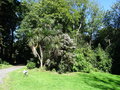 vignette Cordyline australis  et Luma apiculata