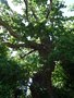 vignette Quercus robur - Chne