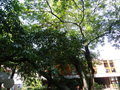 vignette Prunus laurocerasus et Fraxinus excelsior