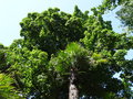 vignette Acer pseudoplatanus - Erable sycomore et Trachycarpus fortunei