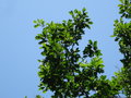 vignette Quercus rubra - Chêne rouge d'Amérique