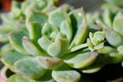 vignette Echeveria prolifica