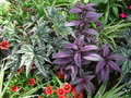 vignette Begonia hybrida 'Gryphon' et Strobilanthes dyeriana