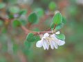 vignette Teucrium parvifolium var. parvifolium / Lamiaceae / Nouvelle-Zélande